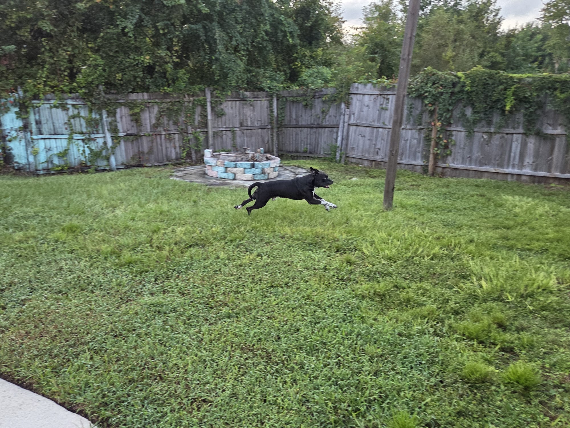 Instalaciones de La Casa del Perrito - Foto 1
